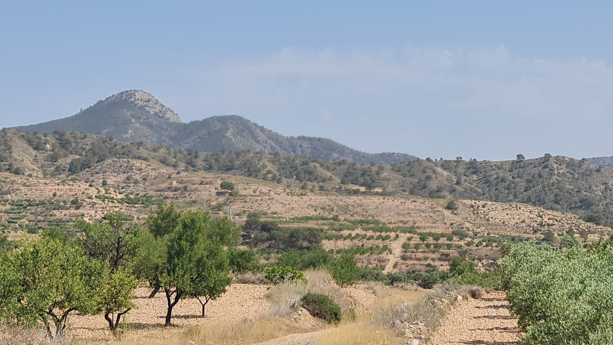 Buildable Plot with Olive and Almond Trees – Macisvenda, Abanilla (Murcia)This 6,400 m² plot is loca - Image 1