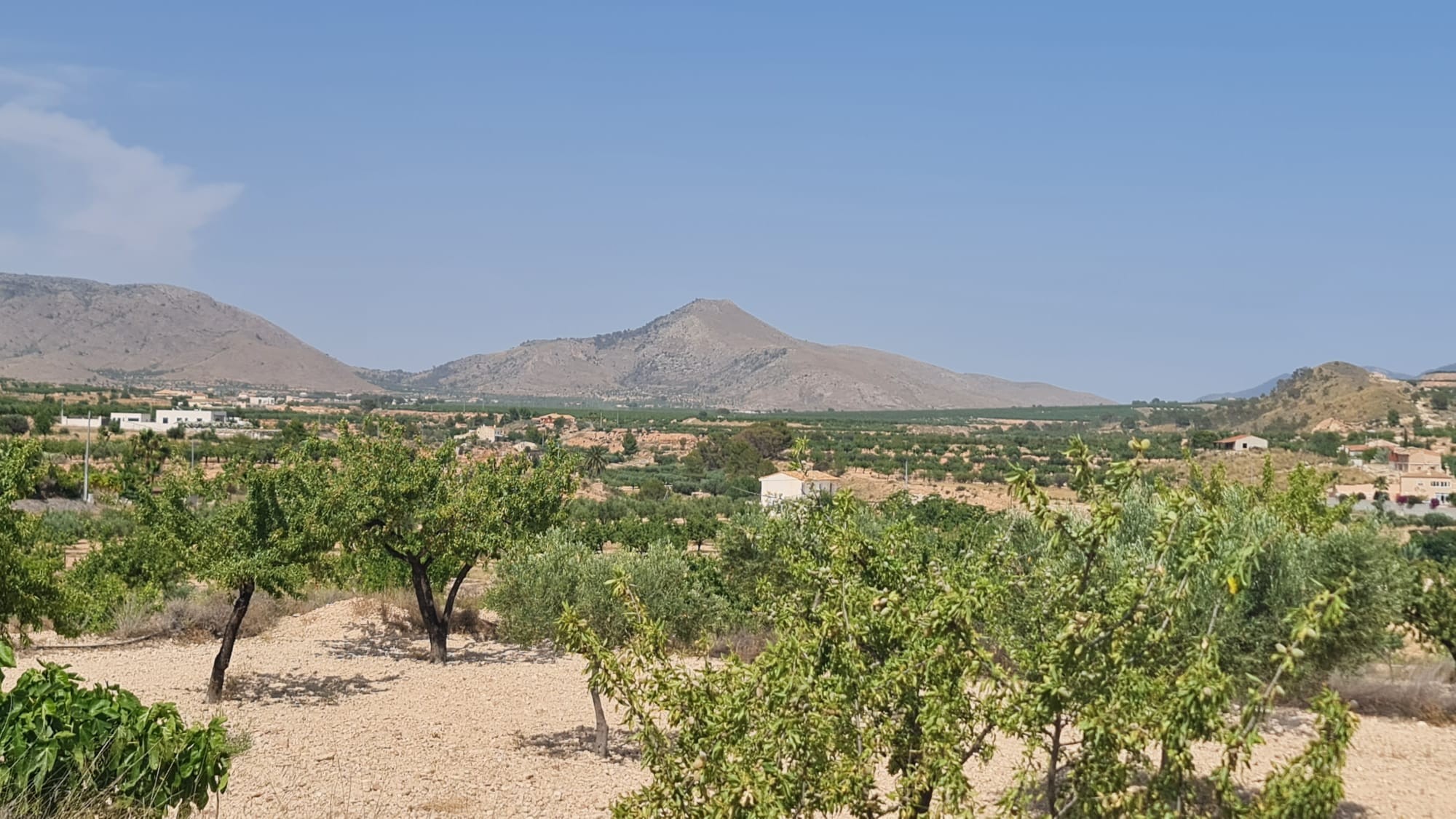 Buildable Plot with Almond Trees – Macisvenda, Abanilla (Murcia)This 9,700 m² plot is located on the - Image 1