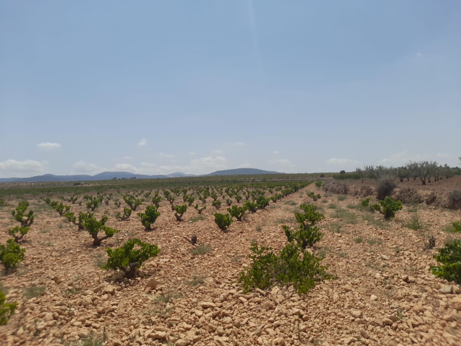 Lovely plot located approximately 5 minutes from the town of Pinoso offering beautiful views over th - Image 1