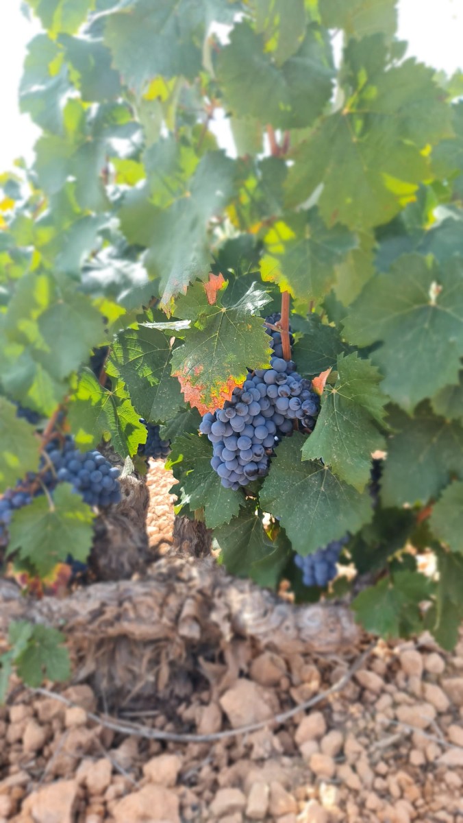 Located just 5 minutes from Cañada de la Leña, this property offers a prime opportunity for developm - Image 1