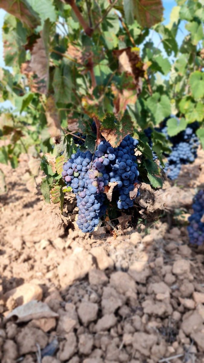 **Exceptional Mature Vineyard for Sale Near Pinoso**Discover a unique opportunity to own a fully pro - Image 1