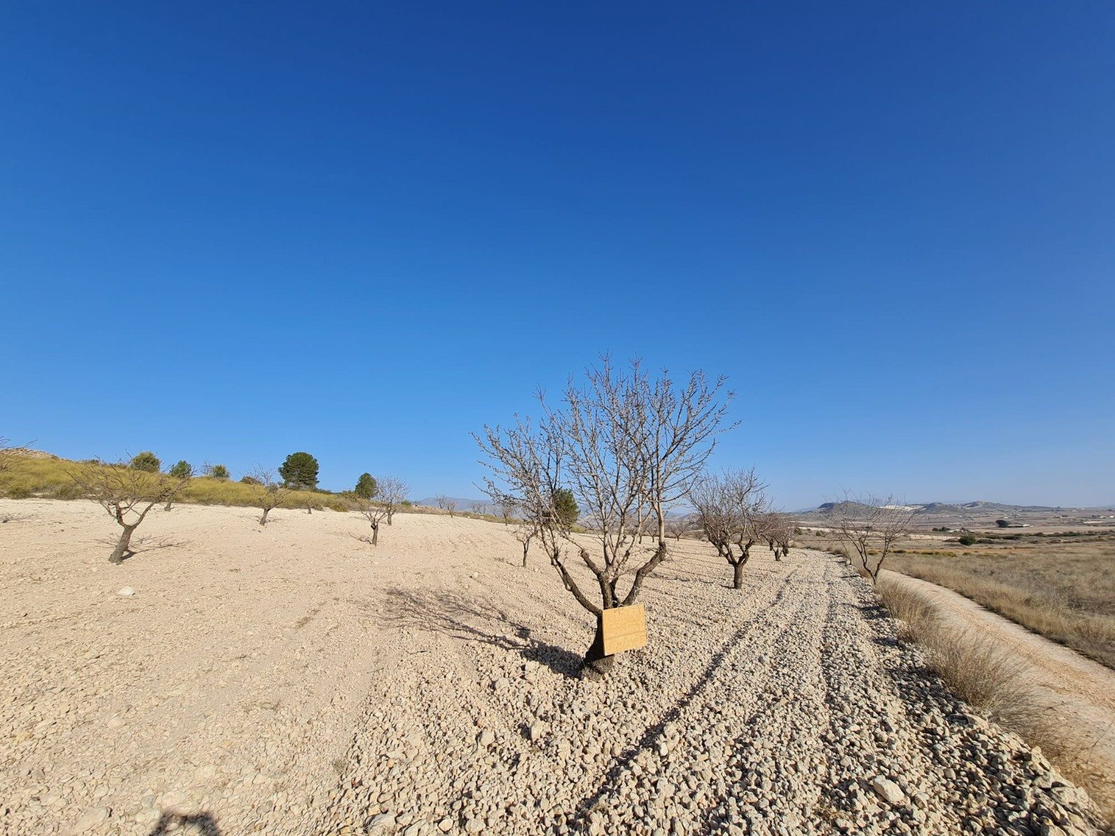Building plot of 14877m2 located in Jumilla - Image 1