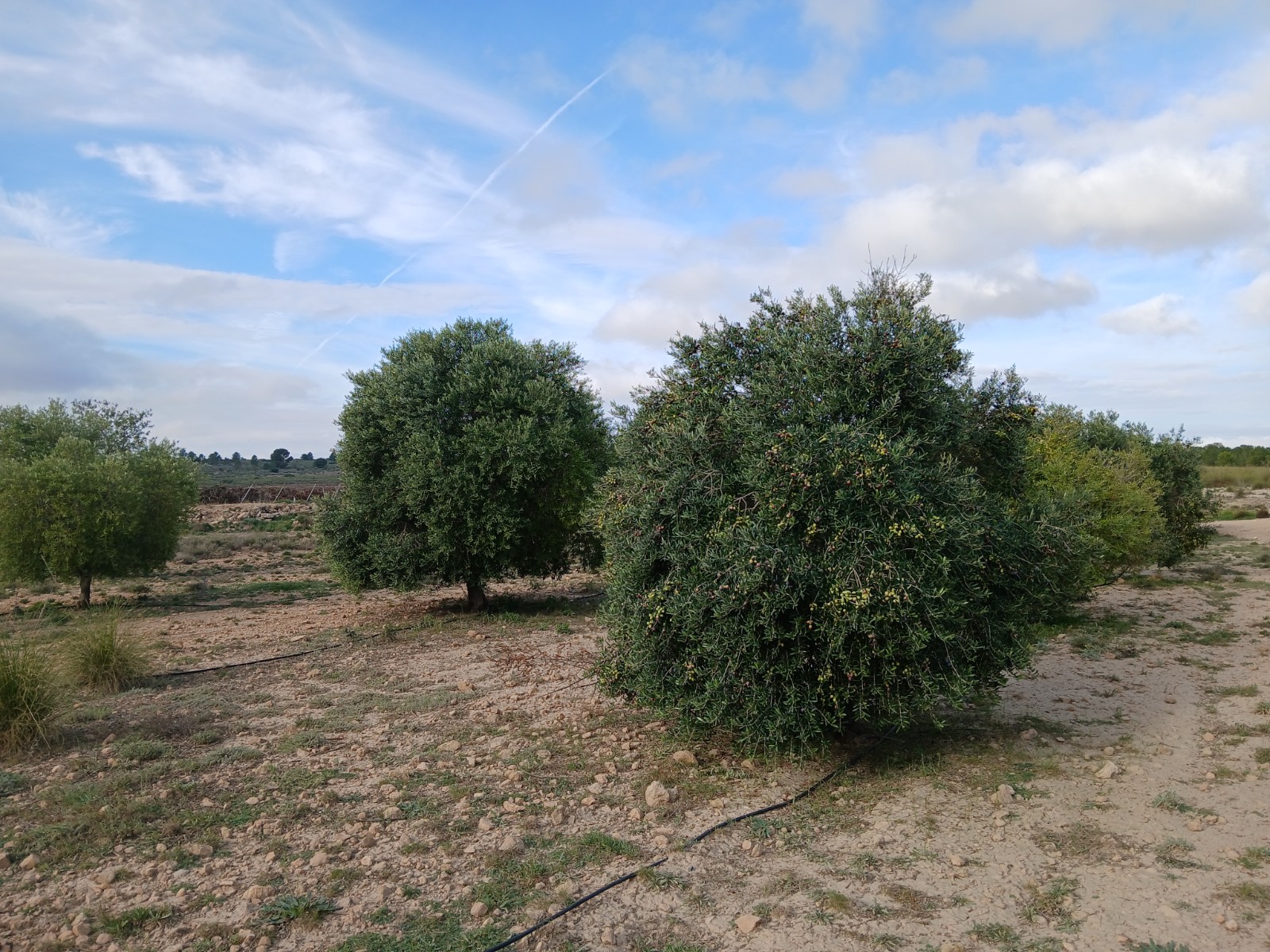 2 plots sold together - Image 1